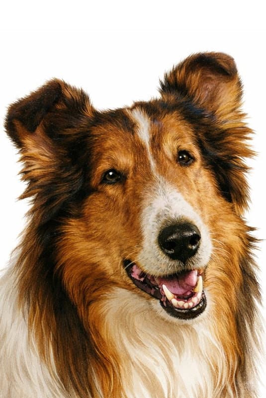 Lassie