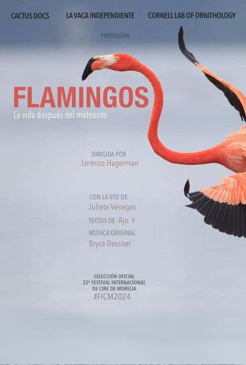 Flamingos