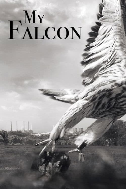 My Falcon