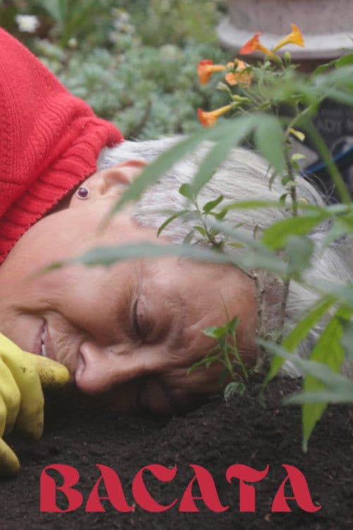 Bacata