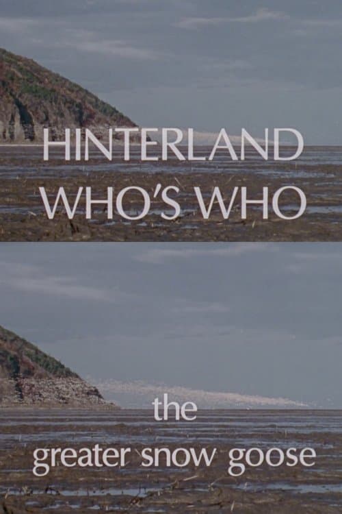 Hinterland Who's Who: The Greater Snow Goose
