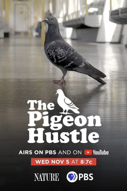 The Pigeon Hustle